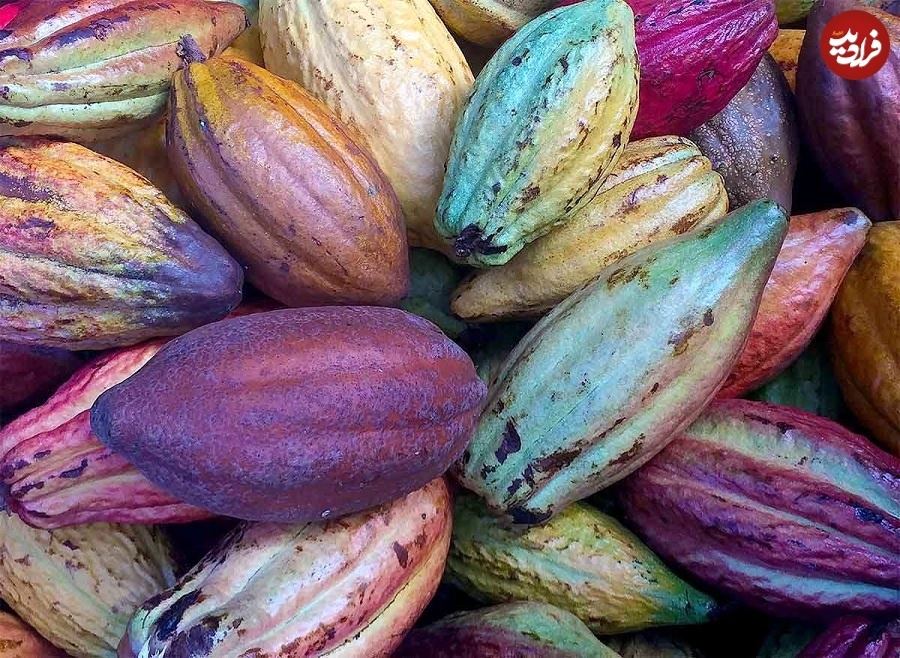 (تصویر) تاریخچۀ پرماجرای «شکلات»؛ از تمدن آزتک تا کارخانه‌های سوئیس