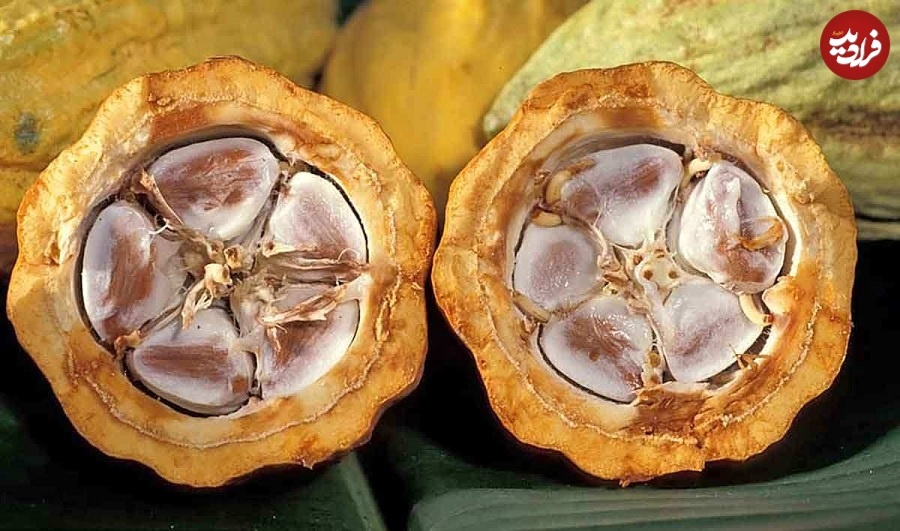 (تصویر) تاریخچۀ پرماجرای «شکلات»؛ از تمدن آزتک تا کارخانه‌های سوئیس