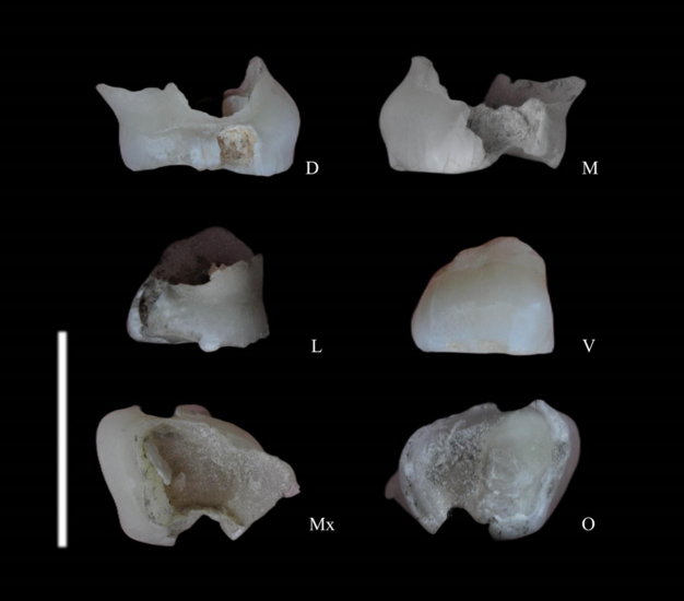 کشف بقایای انسان نئاندرتال در قزوین / فک و دندان متعلق به ۱۷۵ هزار سال قبل / بقایای ابزار سنگی