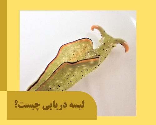 معرفی لیسه دریایی / بررسی انواع مختلف این موجود عجیب
