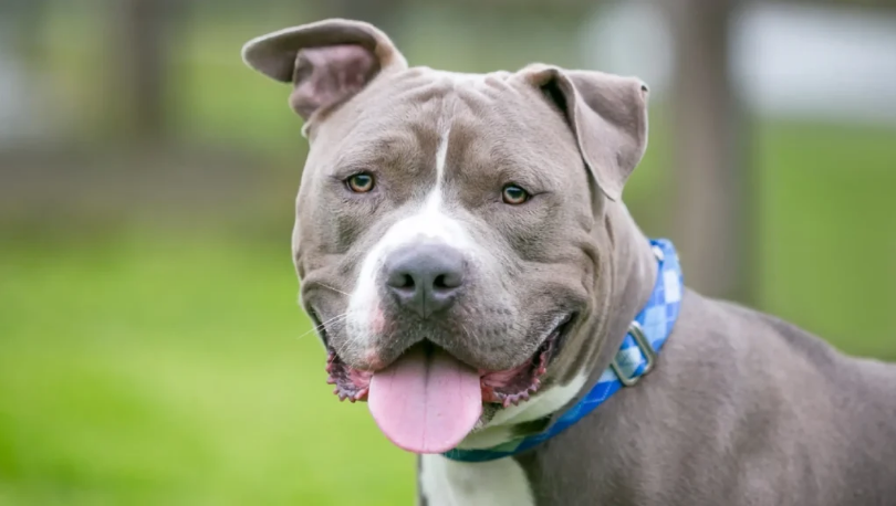 ۱۰ باور غلط و احمقانه که در مورد حیوانات داریم؛ از ترس فیل از موش تا کوهان پر از آب شتر در حال تکمیل