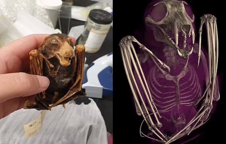 تصاویر سه بعدی خارق‌العاده از ۱۳،۰۰۰ جانورِ موزه‌ای که اکنون برای همه رایگان است