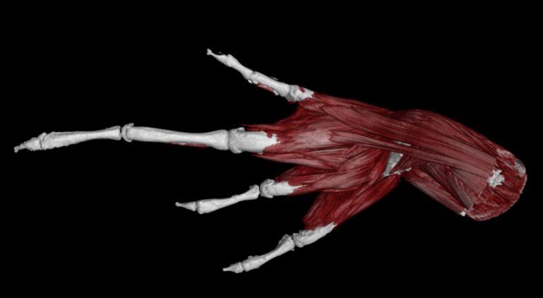 تصاویر سه بعدی خارق‌العاده از ۱۳،۰۰۰ جانورِ موزه‌ای که اکنون برای همه رایگان است