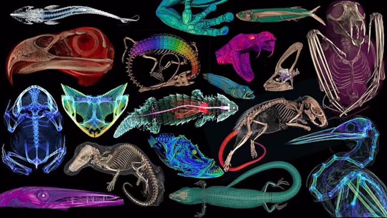 تصاویر سه بعدی خارق‌العاده از ۱۳،۰۰۰ جانورِ موزه‌ای که اکنون برای همه رایگان است