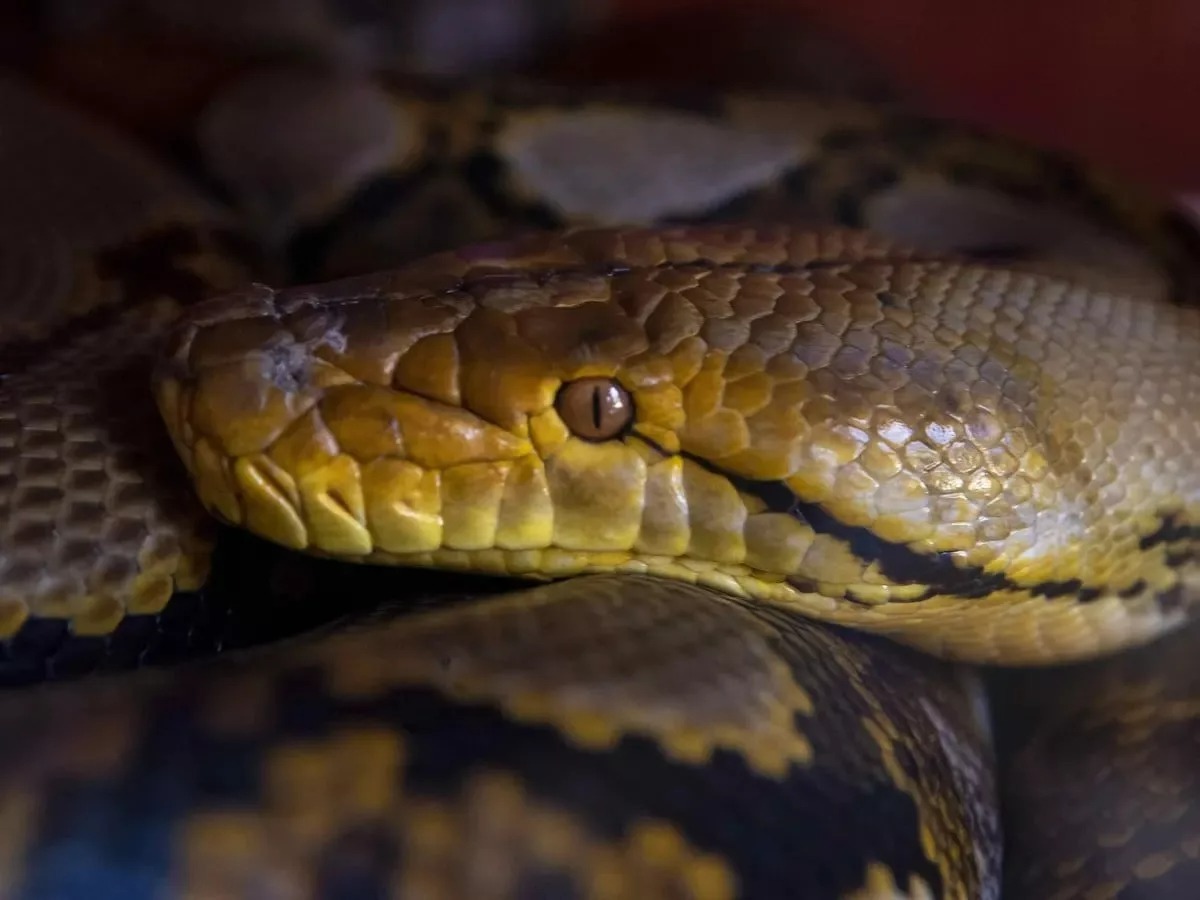 توصیه جدید دانشمندان: پرورش مار به‌عنوان غذا به‌جای روش‌های مرسوم دامداری