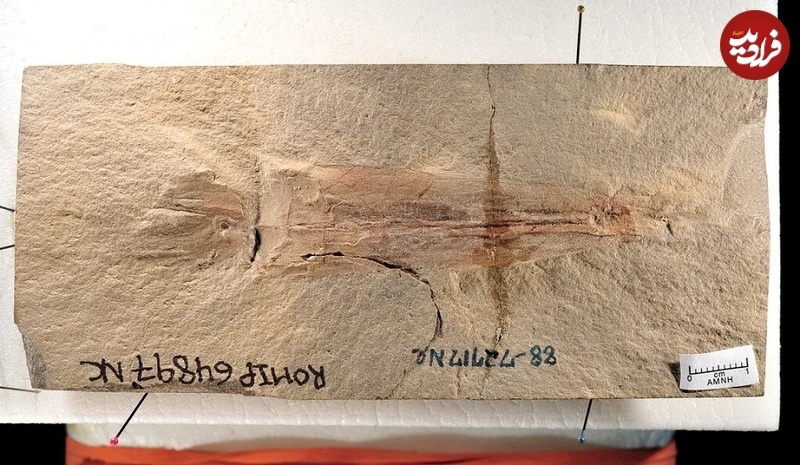 عجایبِ «اختاپوس‌ها»؛ حیوانات احمق ارسطو که با دست‌هایشان فکر می‌کنند!