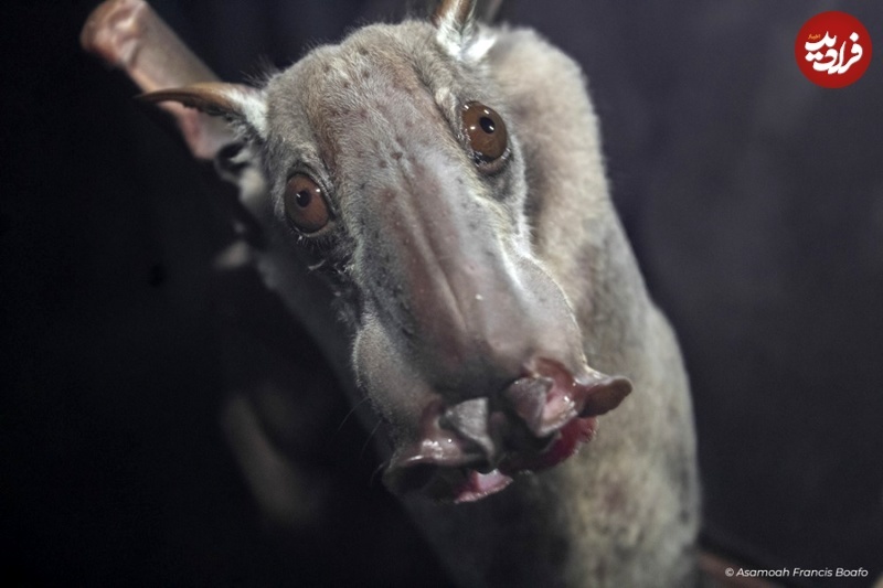 (عکس) خفاشی شبیه «الاغ» که عجیب‌ترین «سوراخ‌های بینی» جهان را دارد!