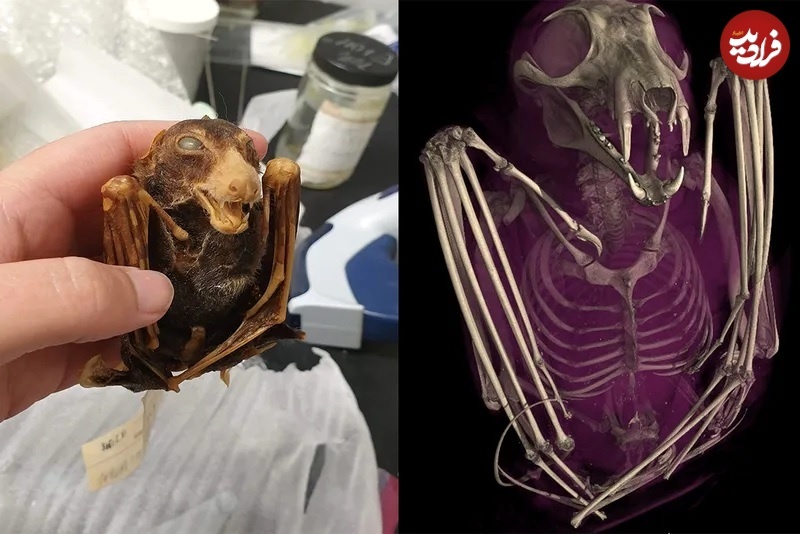 (تصاویر) عکس های متفاوت جانوران با «سی‌تی‌اسکن»