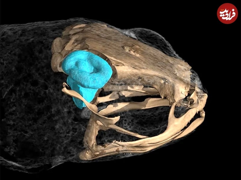 عکس های متفاوت جانوران با «سی‌تی‌اسکن»