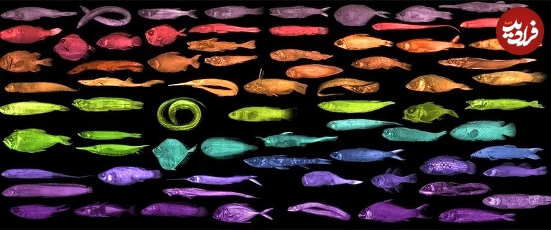 عکس های متفاوت جانوران با «سی‌تی‌اسکن»