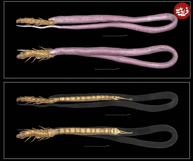 عکس های متفاوت جانوران با «سی‌تی‌اسکن»