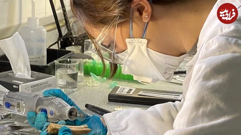 گورستانی که راز «اَبَراسب‌های قرون وسطی» را فاش کرد