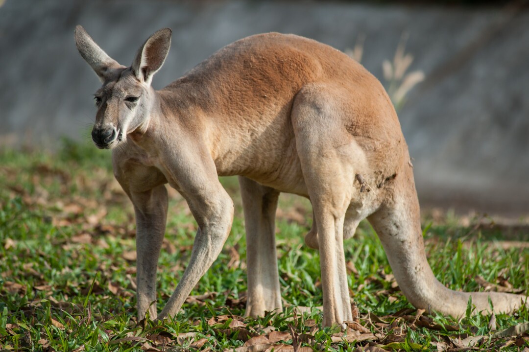  عکس حیوانات بزرگ