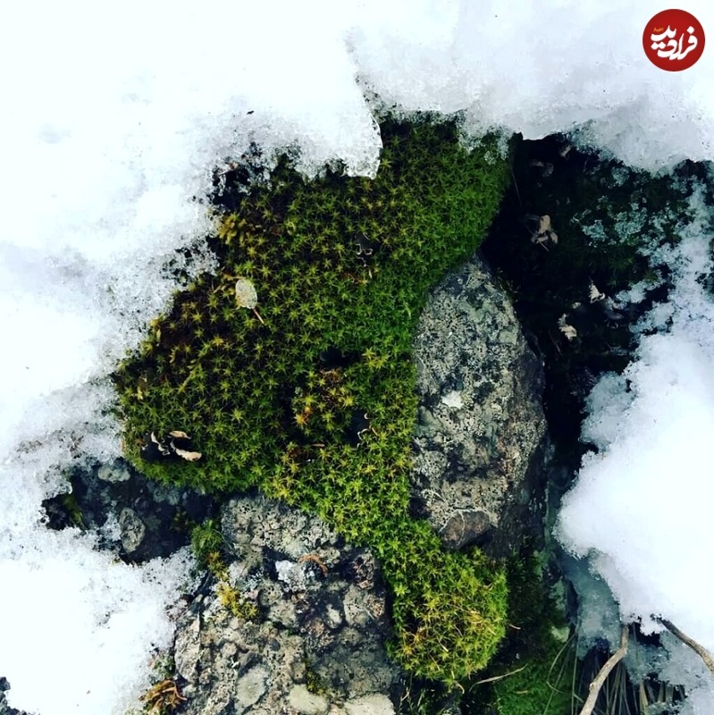 مقاوم‌ترین گیاه جهان که از باد «مدفوع» جذب می‌کند!