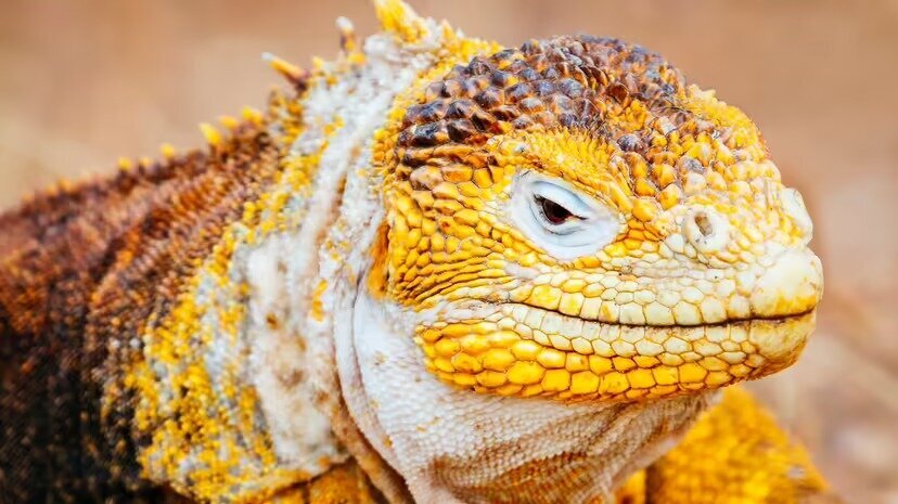 ۵ موجود عجیب دنیا | عجیب‌های دوست‌داشتنی!