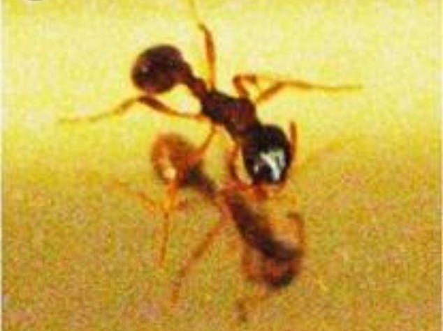 چند حقیقت شگفت انگیز درباره هوش حیوانات که نمی‌دانستید