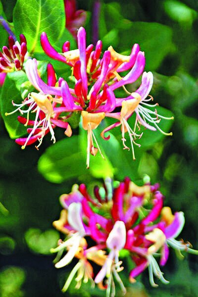 سوغات منشی ناصرالدین‌شاه برای تهرانی‌ها