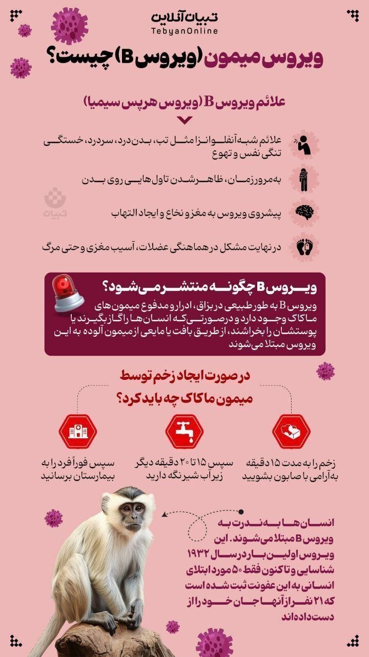 ویروس میمون (ویروس B) چیست؟ (اینفوگرافیک)