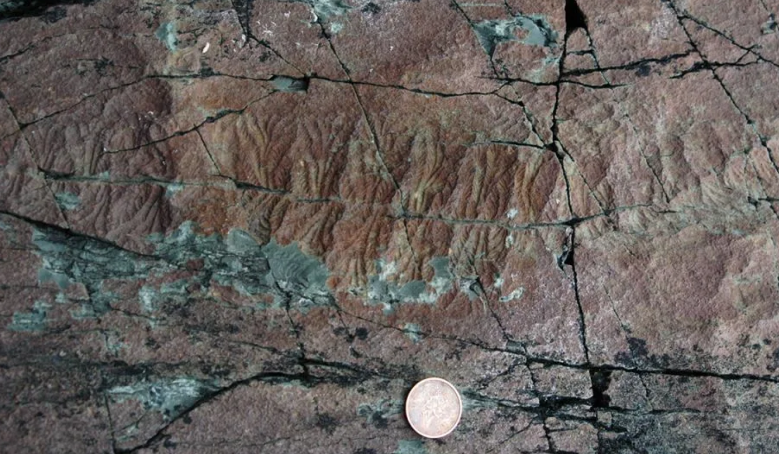 بیش از 500 میلیون سال پیش موجودات پیچیده عجیب و غریب بر روی سیاره زمین ظاهر شدند اکنون دانشمندان فکر می کنند که دلیل آن را می دانند/ کشف دلیل ظهور 500 میلیون سال قبل موجودات پیچیده و عجیب بر روی سیاره زمین (این تیپ مطالب تحقیقات زود میسوزن)