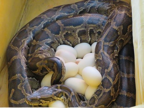 بررسی کامل مار پیتون + عکس‌های تنها مارپیتون در ایران