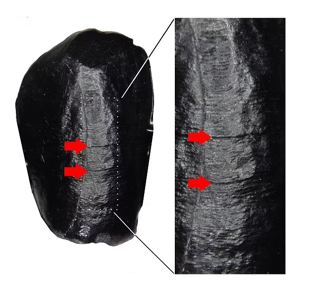 چرا نسل کنونی انسان‌ها به حیات خود ادامه داد، اما نئاندرتال‌ها نه؟