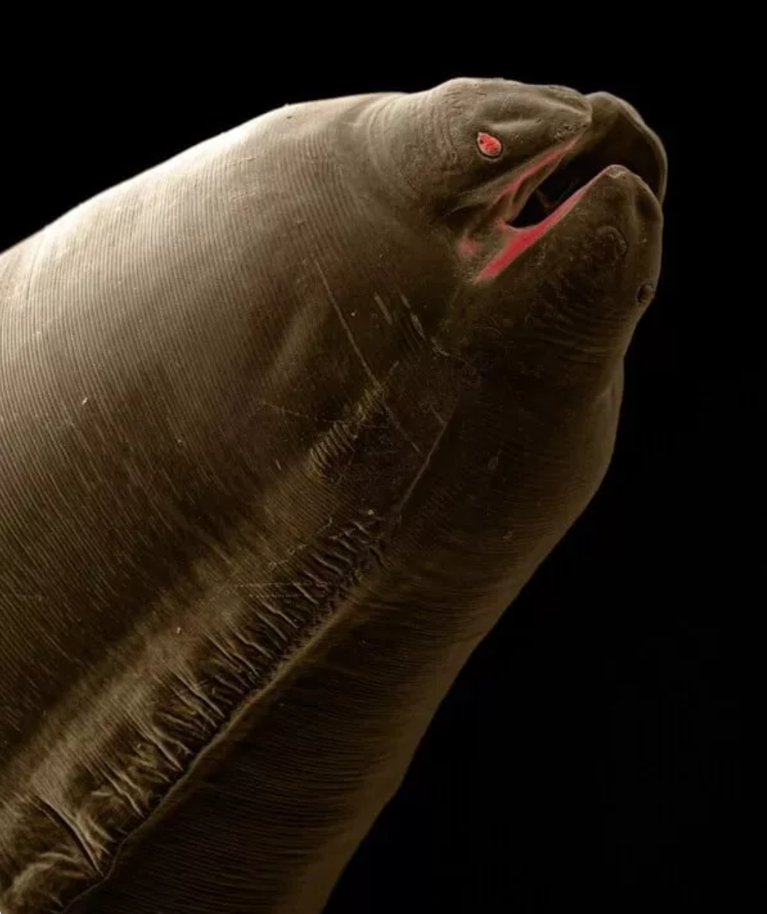 تصاویر حیرت‌آور کرم‌های انگلی که می‌توانند داخل بدن حیوانات خانگی زندگی کنند