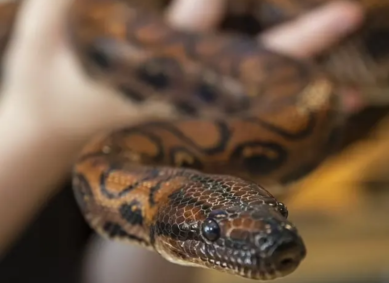 پدیده‌ی عجیب بکرزایی؛ تولد معجزه‌آسای ۱۴ مار بوآ بدون جفت‌گیری مادر