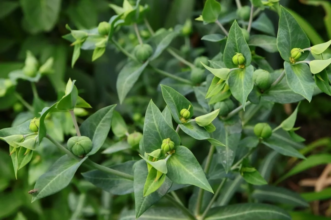 (تصاویر) فرفیون یا شیرسگ؛ گیاهی که می‌تواند کور کند!