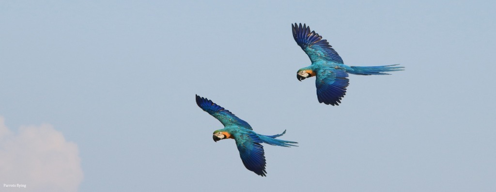 بیانیه کمبریج: حیوانات «آگاهی» دارند