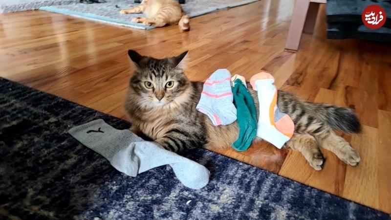 معمای گربه‌هایی که «دزدی» می‌کنند!