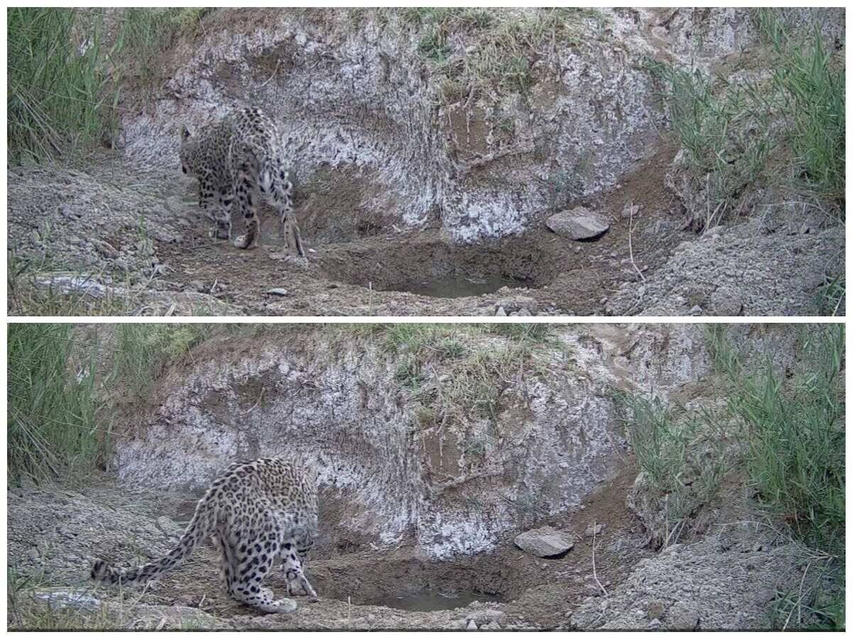 مشاهده یک توله پلنگ در دماوند