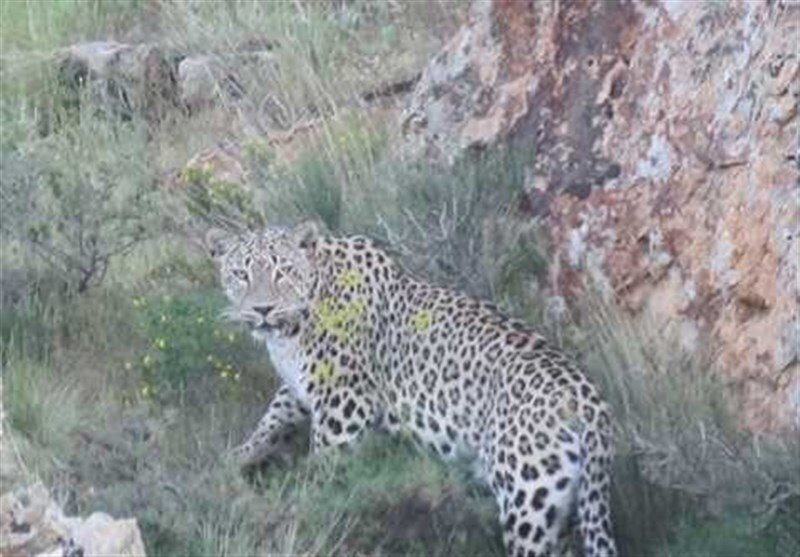 (تصویر) مشاهده پلنگ ایرانی در این استان