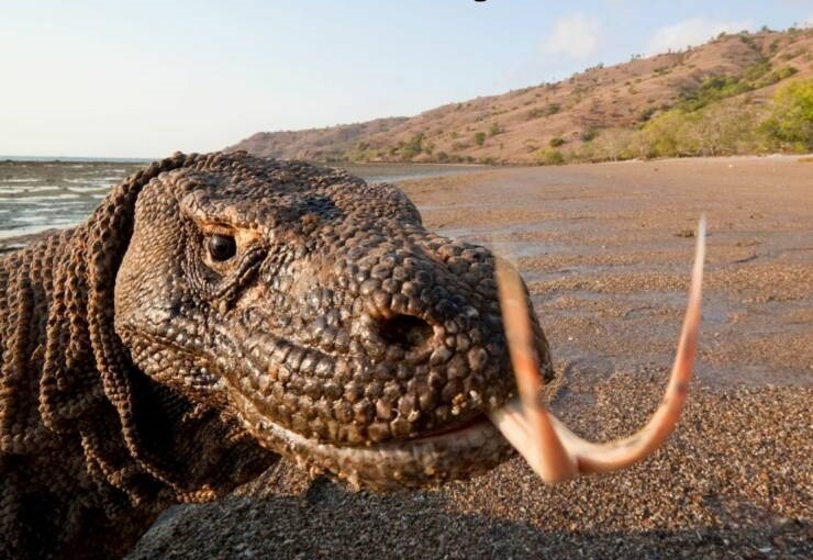 (عکس) سلفی اژد‌های کومودو