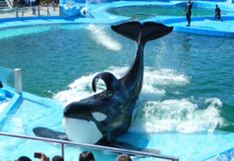 (تصاویر) نهنگ قاتلی که در استخری کوچک نگهداری می‌شود