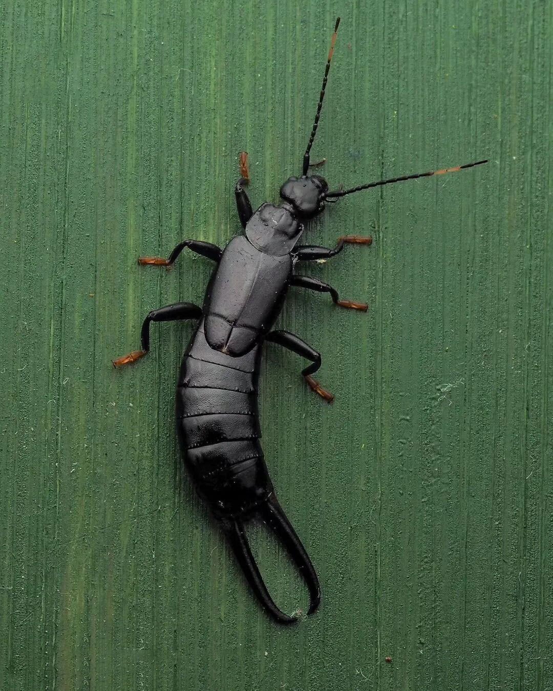 (تصویر) گوش خیزک سیاه دیده اید؟!