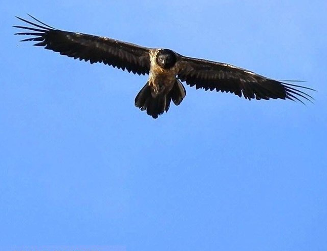 داستان حیوانات خاص مطرح‌شده در فضای مجازی؛ خرافات یا واقعیت؟