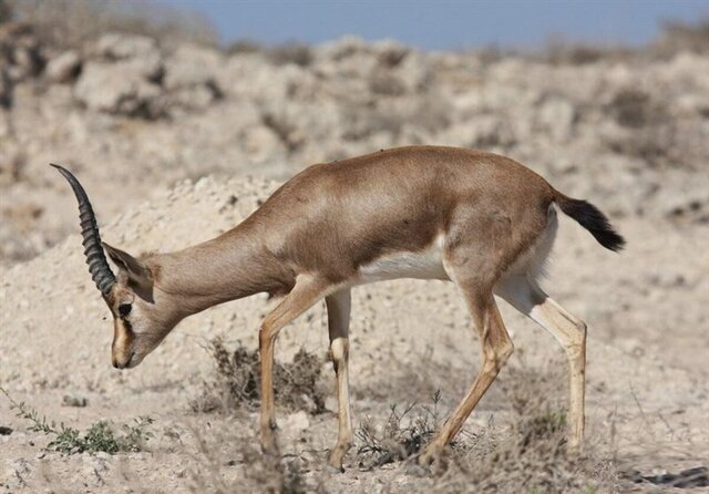 داستان حیوانات خاص مطرح‌شده در فضای مجازی؛ خرافات یا واقعیت؟