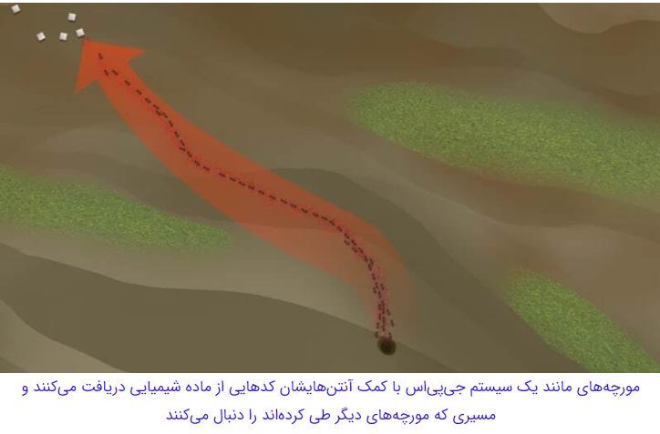 مورچه‌هایی که با قطع پای مورچه‌ای دیگر، جان او را نجات می‌دهند//////