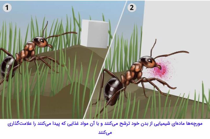 مورچه‌هایی که با قطع پای مورچه‌ای دیگر، جان او را نجات می‌دهند//////