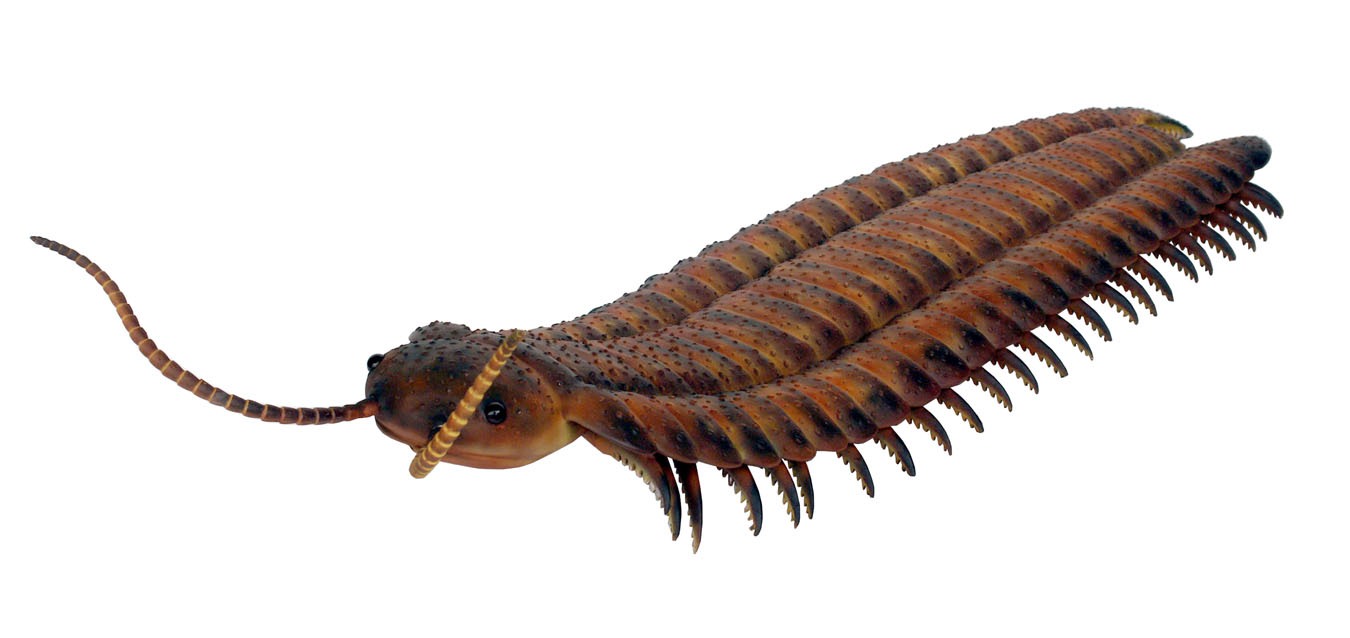 کشف بزرگ‌ترین حشره جهان با جثه به اندازه یک خودرو