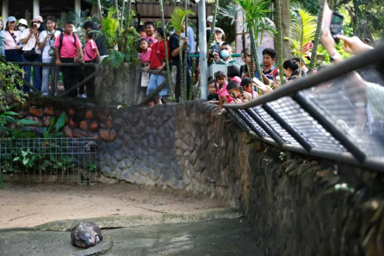 (ویدیو) هدیه ۱۴۵,۰۰۰ دلاری یک میلیونر اهل دبی به اسب آبی کوتوله‌ محبوب****