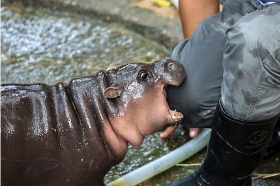 (ویدیو) هدیه ۱۴۵,۰۰۰ دلاری یک میلیونر اهل دبی به اسب آبی کوتوله‌ محبوب****