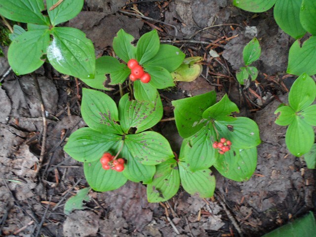 خواص جنسینگ چیست؟ ////