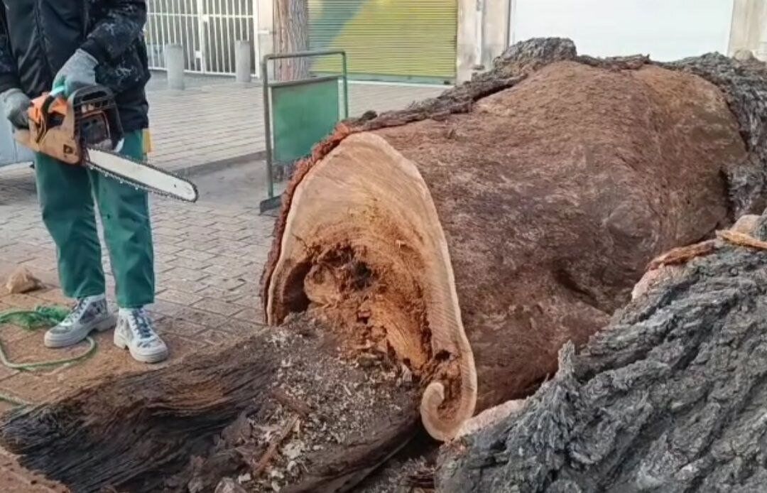 درخت کهنسال تاریخی در قزوین قطع شد!