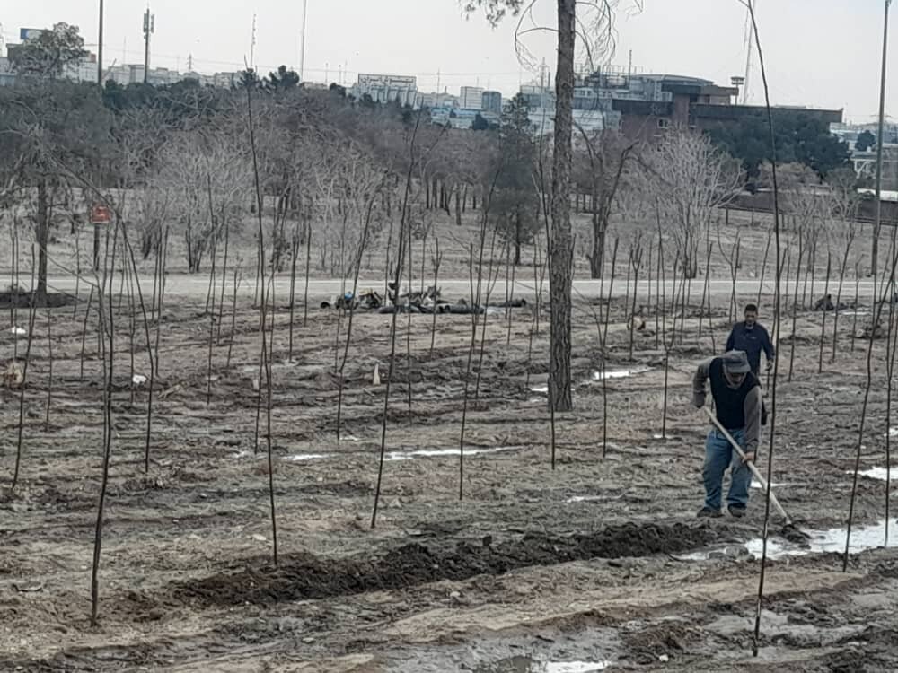 هشدار درباره مرگ خاموش درختان بوستان جنگلی تهران؛ حذف نکردن درختان آفت‌زده، آغازگر بحران تازه