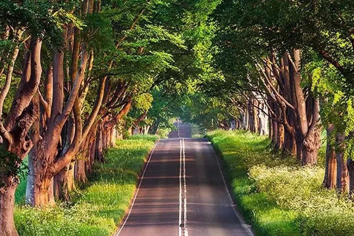 گیسوم، کاندیدای جدید گیلان برای ثبت در فهرست‌های جهانی